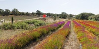 thumb-campo-de-lavandas